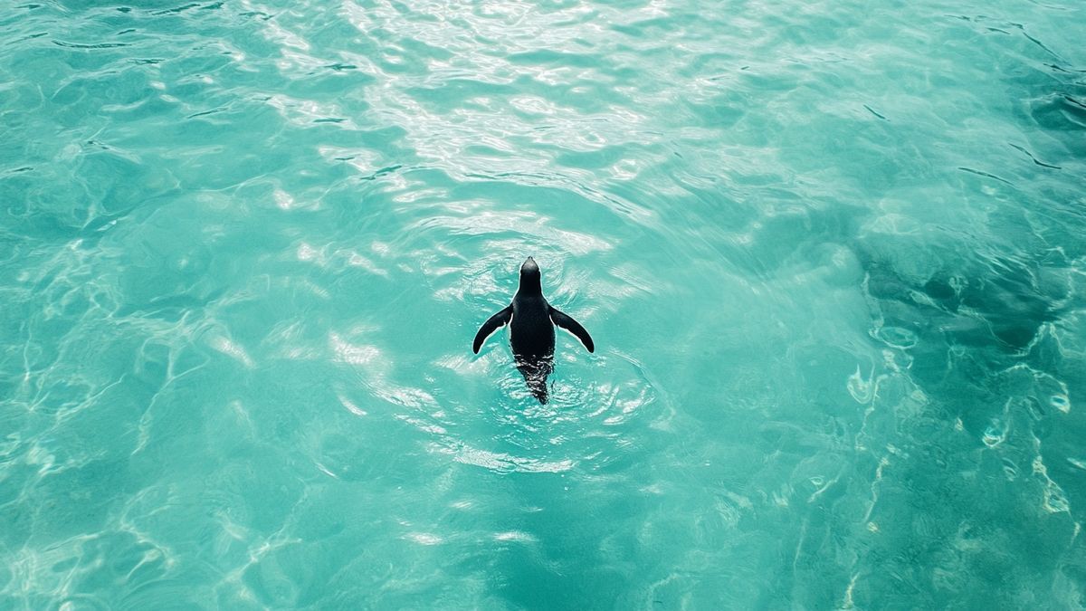 Boulders beach : un havre pour les manchots